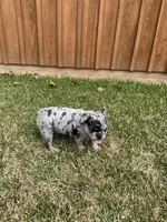 Millie, a female French Bulldog for sale in Gurdon, AR – Photo 5 of 6