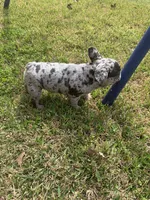 Millie, a female French Bulldog for sale in Gurdon, AR – Photo 6 of 6