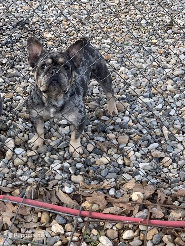 Bedazzle Blue War Emblem  – French Bulldog puppy for sale in Gurdon, AR