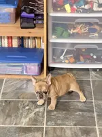 Red fawn one eye, a female French Bulldog for sale in Gurdon, AR – 3 of 4
