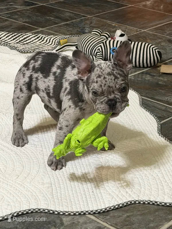 Merle boy – French Bulldog puppy for sale in Gurdon, AR