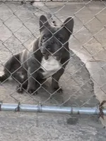 Dustin, a male French Bulldog for sale in Gurdon, AR – Photo 1 of 2