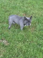 Dustin, a male French Bulldog for sale in Gurdon, AR – Photo 2 of 2