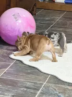 Red fawn one eye, a female French Bulldog for sale in Gurdon, AR – 2 of 4