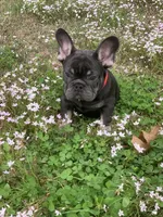 Bedazzle Blue War Emblem , a male French Bulldog for sale in Gurdon, AR – 5 of 6