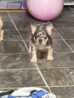Bedazzle Blue War Emblem , a male French Bulldog for sale in Gurdon, AR – 6 of 6