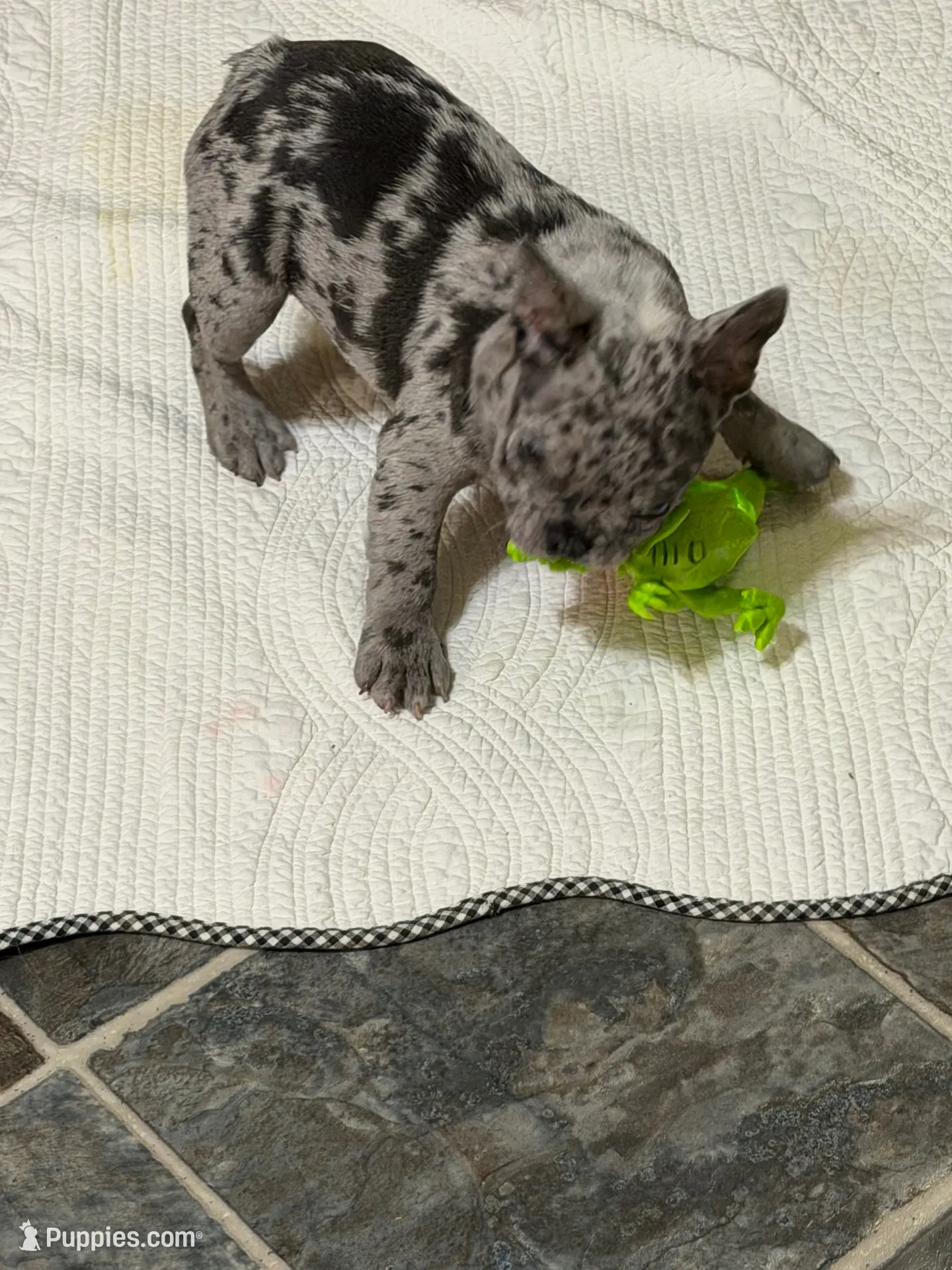 Merle boy, a male French Bulldog for sale in Gurdon, AR – 2 of 9
