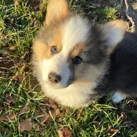 Gus, a male Pembroke Welsh Corgi for sale in Winchester, OH – Photo 2 of 2