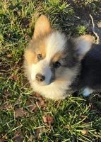Gus, a male Pembroke Welsh Corgi for sale in Winchester, OH – Photo 2 of 2
