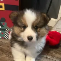 Gus, a male Pembroke Welsh Corgi for sale in Winchester, OH – Photo 1 of 2