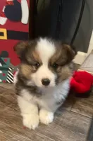 Gus, a male Pembroke Welsh Corgi for sale in Winchester, OH – Photo 1 of 2