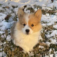 Trigger, a male Pembroke Welsh Corgi for sale in Winchester, OH – Photo 1 of 2