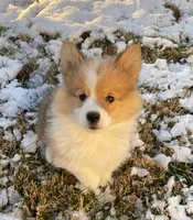 Trigger, a male Pembroke Welsh Corgi for sale in Winchester, OH – Photo 1 of 2