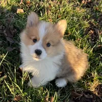 Trigger, a male Pembroke Welsh Corgi for sale in Winchester, OH – Photo 2 of 2