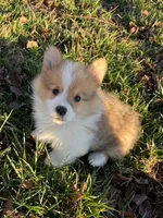 Trigger, a male Pembroke Welsh Corgi for sale in Winchester, OH – Photo 2 of 2