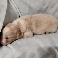 Sable Male 2, a male English Shepherd and Beauceron for sale in Shelbyville, KY – Photo 6 of 7