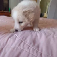 Sable Male 2, a male English Shepherd and Beauceron for sale in Shelbyville, KY – Photo 1 of 7