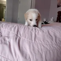 Sable Male 2, a male English Shepherd and Beauceron for sale in Shelbyville, KY – Photo 4 of 7