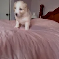 Sable Male 2, a male English Shepherd and Beauceron for sale in Shelbyville, KY – Photo 3 of 7