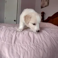 Sable Male 2, a male English Shepherd and Beauceron for sale in Shelbyville, KY – Photo 2 of 7