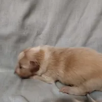 Sable Male 2, a male English Shepherd and Beauceron for sale in Shelbyville, KY – Photo 7 of 7