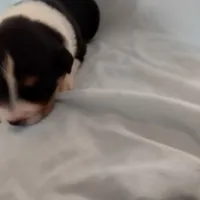 Tri-color Female 1, a female English Shepherd and Beauceron for sale in Shelbyville, KY – Photo 4 of 7