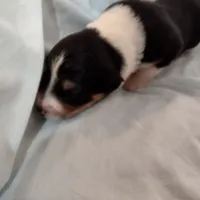 Tri-color Female 1, a female English Shepherd and Beauceron for sale in Shelbyville, KY – Photo 3 of 7