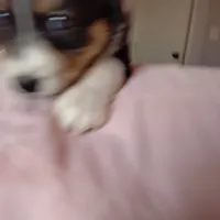 Tri-color Female 1, a female English Shepherd and Beauceron for sale in Shelbyville, KY – Photo 6 of 7