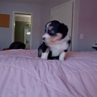 Tri-color Female 1, a female English Shepherd and Beauceron for sale in Shelbyville, KY – Photo 1 of 7