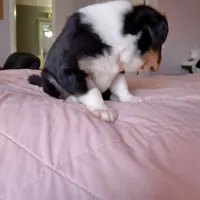 Tri-color Female 1, a female English Shepherd and Beauceron for sale in Shelbyville, KY – Photo 7 of 7