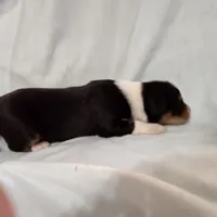 Tri-color Female 1, a female English Shepherd and Beauceron for sale in Shelbyville, KY – Photo 5 of 7