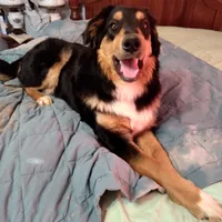 Lightning, a male English Shepherd and Beauceron for sale in Shelbyville, KY – Photo 2 of 2