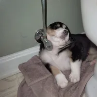 Lil' Miss, a female English Shepherd and Beauceron for sale in Shelbyville, KY – Photo 5 of 5