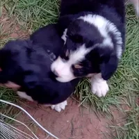 Lil' Miss, a female English Shepherd and Beauceron for sale in Shelbyville, KY – Photo 2 of 5