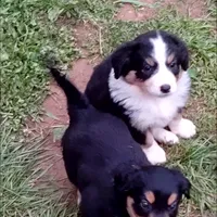 Lil' Miss, a female English Shepherd and Beauceron for sale in Shelbyville, KY – Photo 3 of 5