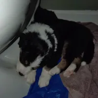 Lil' Miss, a female English Shepherd and Beauceron for sale in Shelbyville, KY – Photo 1 of 5