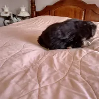 Tri-color Male 1, a male English Shepherd and Beauceron for sale in Shelbyville, KY – Photo 4 of 5