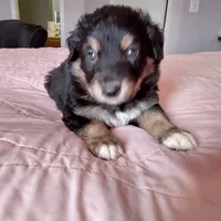 Tri-color Male 1, a male English Shepherd and Beauceron for sale in Shelbyville, KY – Photo 1 of 5