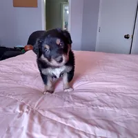 Tri-color Male 1, a male English Shepherd and Beauceron for sale in Shelbyville, KY – Photo 3 of 5