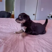 Tri-color Male 1, a male English Shepherd and Beauceron for sale in Shelbyville, KY – Photo 5 of 5