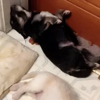 Tri-color Male 3, a male English Shepherd and Beauceron for sale in Shelbyville, KY – Photo 5 of 5