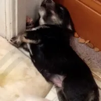 Tri-color Male 3, a male English Shepherd and Beauceron for sale in Shelbyville, KY – Photo 4 of 5