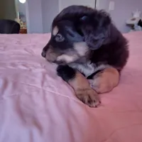 Tri-color Male 3, a male English Shepherd and Beauceron for sale in Shelbyville, KY – Photo 2 of 5