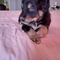 Tri-color Male 3, a male English Shepherd and Beauceron for sale in Shelbyville, KY – Photo 3 of 5