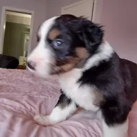 Tri-color Female 2, a female English Shepherd and Beauceron for sale in Shelbyville, KY – Photo 2 of 5