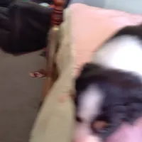 Tri-color Female 2, a female English Shepherd and Beauceron for sale in Shelbyville, KY – Photo 5 of 5