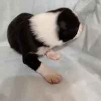 Tri-color Female 2, a female English Shepherd and Beauceron for sale in Shelbyville, KY – Photo 4 of 5