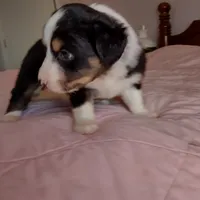 Tri-color Female 2, a female English Shepherd and Beauceron for sale in Shelbyville, KY – Photo 1 of 5