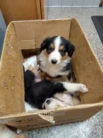 Mr. Russell, a male English Shepherd and Beauceron for sale in Shelbyville, KY – Photo 1 of 3