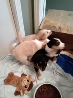 Mr. Russell, a male English Shepherd and Beauceron for sale in Shelbyville, KY – Photo 2 of 3